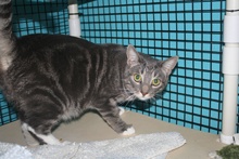 [picture of Tinky FKA Elliott, a Domestic Short Hair gray classic tabby/white\ cat] 