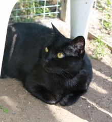 [another picture of Amaretto, a Bombay-x black\ cat] 