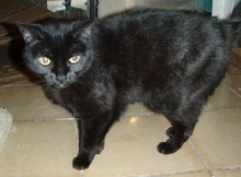 [picture of Amaretto, a Bombay-x black cat]