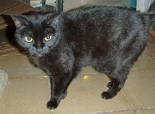 [picture of Amaretto, a Bombay-x black\ cat] 