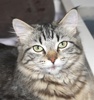 A picture of #NS04126: Jasmine AKA Cookie Monster a Maine Coon-x brown tabby