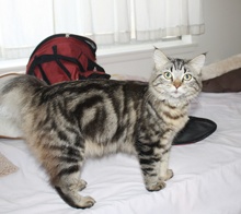 [another picture of Jasmine FKA Cookie Monster, a Maine Coon-x brown tabby\ cat] 