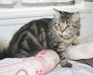 [picture of Jasmine FKA Cookie Monster, a Maine Coon-x brown tabby cat]