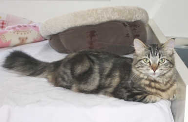 [picture of Jasmine FKA Cookie Monster, a Maine Coon-x brown tabby cat]