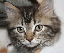 [picture of Jasmine FKA Cookie Monster, a Maine Coon-x brown tabby cat]