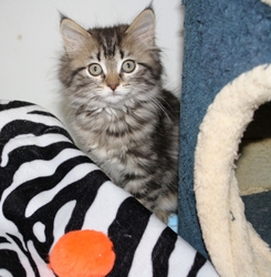 [picture of Jasmine FKA Cookie Monster, a Maine Coon-x brown tabby cat]