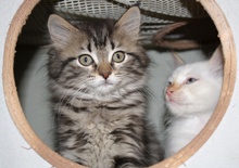 [picture of Jasmine FKA Cookie Monster, a Maine Coon-x brown tabby cat]
