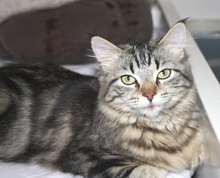 [picture of Jasmine FKA Cookie Monster, a Maine Coon-x brown tabby\ cat] 