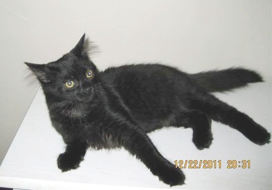 [another picture of Steve, a Domestic Long Hair black\ cat] 