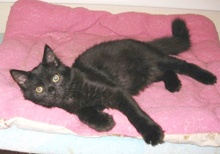 A picture of #NS04127: Steve a Domestic Long Hair black