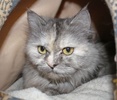 A picture of #NS04128: Berry a Domestic Long Hair silver tabby