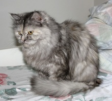 [another picture of Berry, a Domestic Long Hair silver tabby\ cat] 