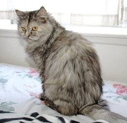 [picture of Berry, a Domestic Long Hair silver tabby cat]