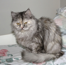 [picture of Berry, a Domestic Long Hair silver tabby cat]