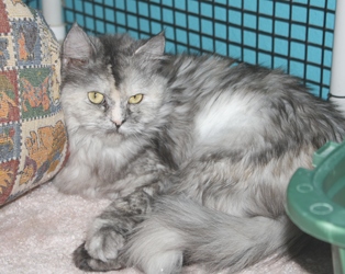 [picture of Berry, a Domestic Long Hair silver tabby cat]
