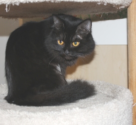 [picture of Tuta, a Domestic Long Hair black cat]
