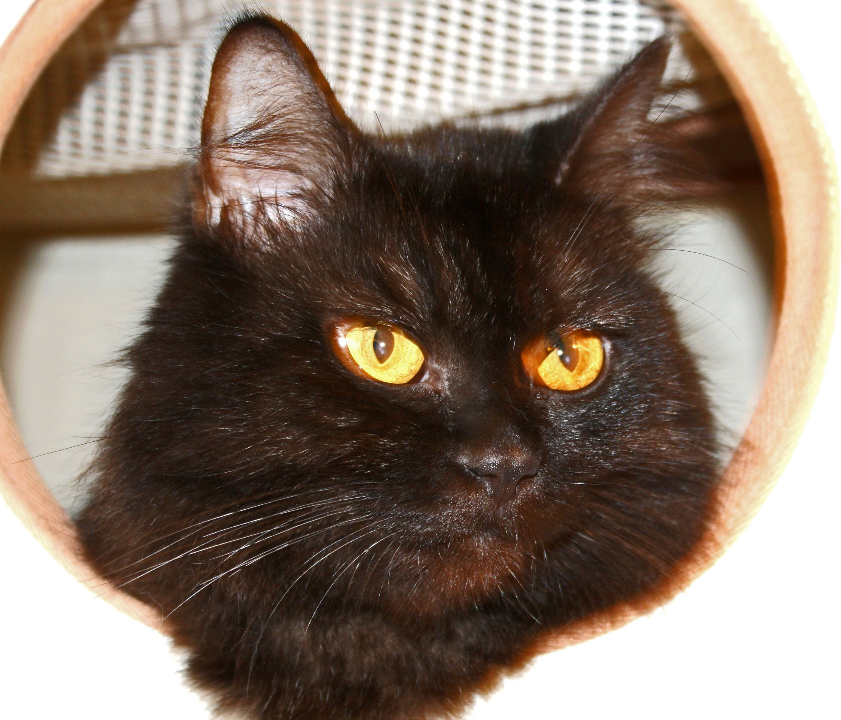 [picture of Tuta, a Domestic Long Hair black\ cat] 