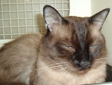 [another picture of Pyewacket FKA Trouble, a Siamese-x chocolate point\ cat] 