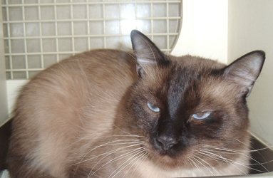 [picture of Pyewacket FKA Trouble, a Siamese-x chocolate point cat]