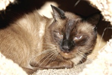 [picture of Pyewacket FKA Trouble, a Siamese-x chocolate point\ cat] 