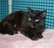 A picture of #NS04136: Monkey-do a Domestic Medium Hair black