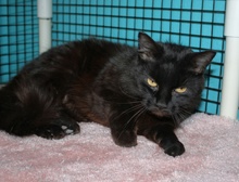 [another picture of Monkey-do, a Domestic Medium Hair black\ cat] 