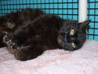 [picture of Monkey-do, a Domestic Medium Hair black cat]