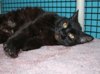 [picture of Monkey-do, a Domestic Medium Hair black cat]