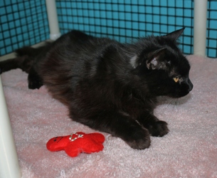 [picture of Monkey-do, a Domestic Medium Hair black cat]