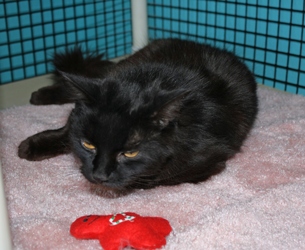 [picture of Monkey-do, a Domestic Medium Hair black cat]