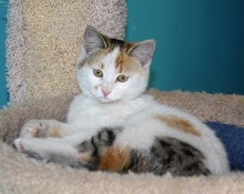 [another picture of Callie, a Domestic Short Hair calico\ cat] 