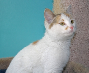[picture of Callie, a Domestic Short Hair calico cat]