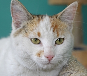 [picture of Callie, a Domestic Short Hair calico cat]