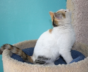 [picture of Callie, a Domestic Short Hair calico cat]