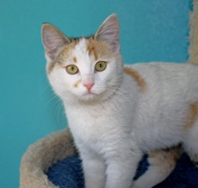 A picture of #NS04137: Callie a Domestic Short Hair calico