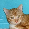 A picture of #NS04138: Calvin a Domestic Short Hair orange tabby