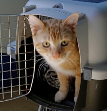 [another picture of Calvin, a Domestic Short Hair orange tabby\ cat] 