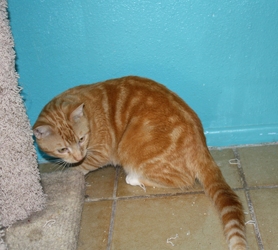 [picture of Calvin, a Domestic Short Hair orange tabby cat]
