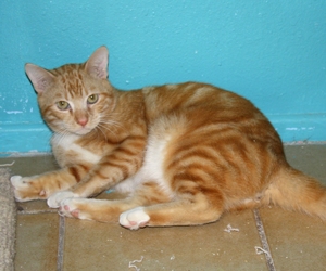 [picture of Calvin, a Domestic Short Hair orange tabby cat]