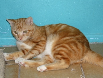 [picture of Calvin, a Domestic Short Hair orange tabby cat]