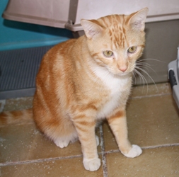 [picture of Calvin, a Domestic Short Hair orange tabby cat]