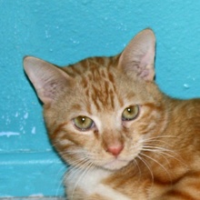 [picture of Calvin, a Domestic Short Hair orange tabby\ cat] 