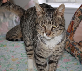 [picture of Mr. Pickles, a Domestic Short Hair dark tick tabby/white cat]