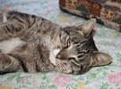 [picture of Mr. Pickles, a Domestic Short Hair dark tick tabby/white cat]