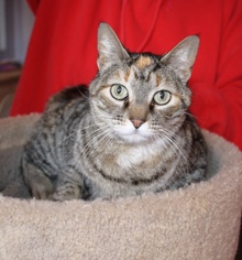 [another picture of Tiger Lily, a Domestic Short Hair tortoiseshell tabby\ cat] 