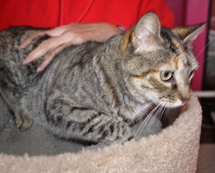 [picture of Tiger Lily, a Domestic Short Hair tortoiseshell tabby cat]