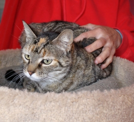 [picture of Tiger Lily, a Domestic Short Hair tortoiseshell tabby cat]