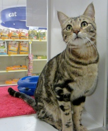 [another picture of Emilio, a Domestic Short Hair classic tabby\ cat] 