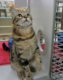 [picture of Emilio, a Domestic Short Hair classic tabby\ cat] 