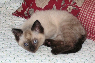 [picture of Polar Bear, a Siamese/Domestic Short Hair-x sealpoint cat]